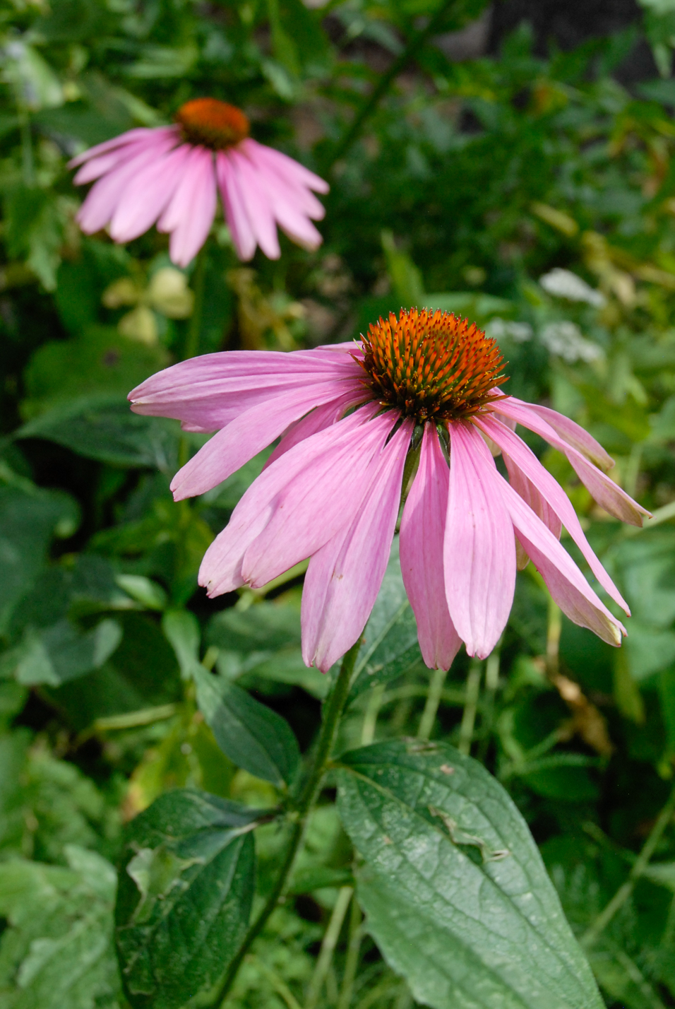 Eastern Purple Coneflower